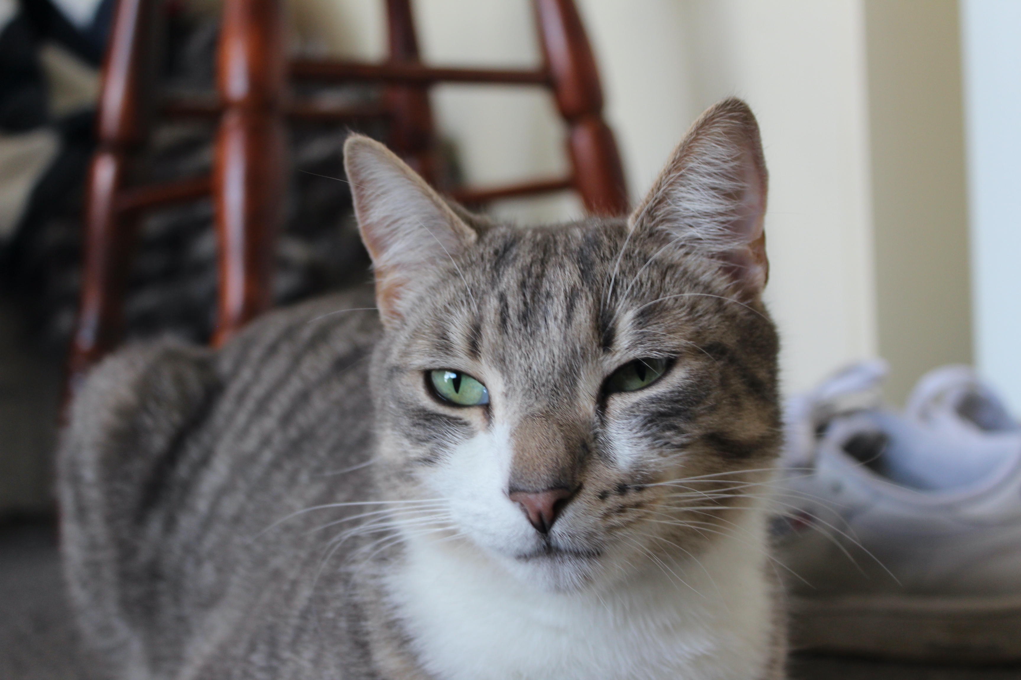 Close-up portrain of Alice (ashy-beige tabby)