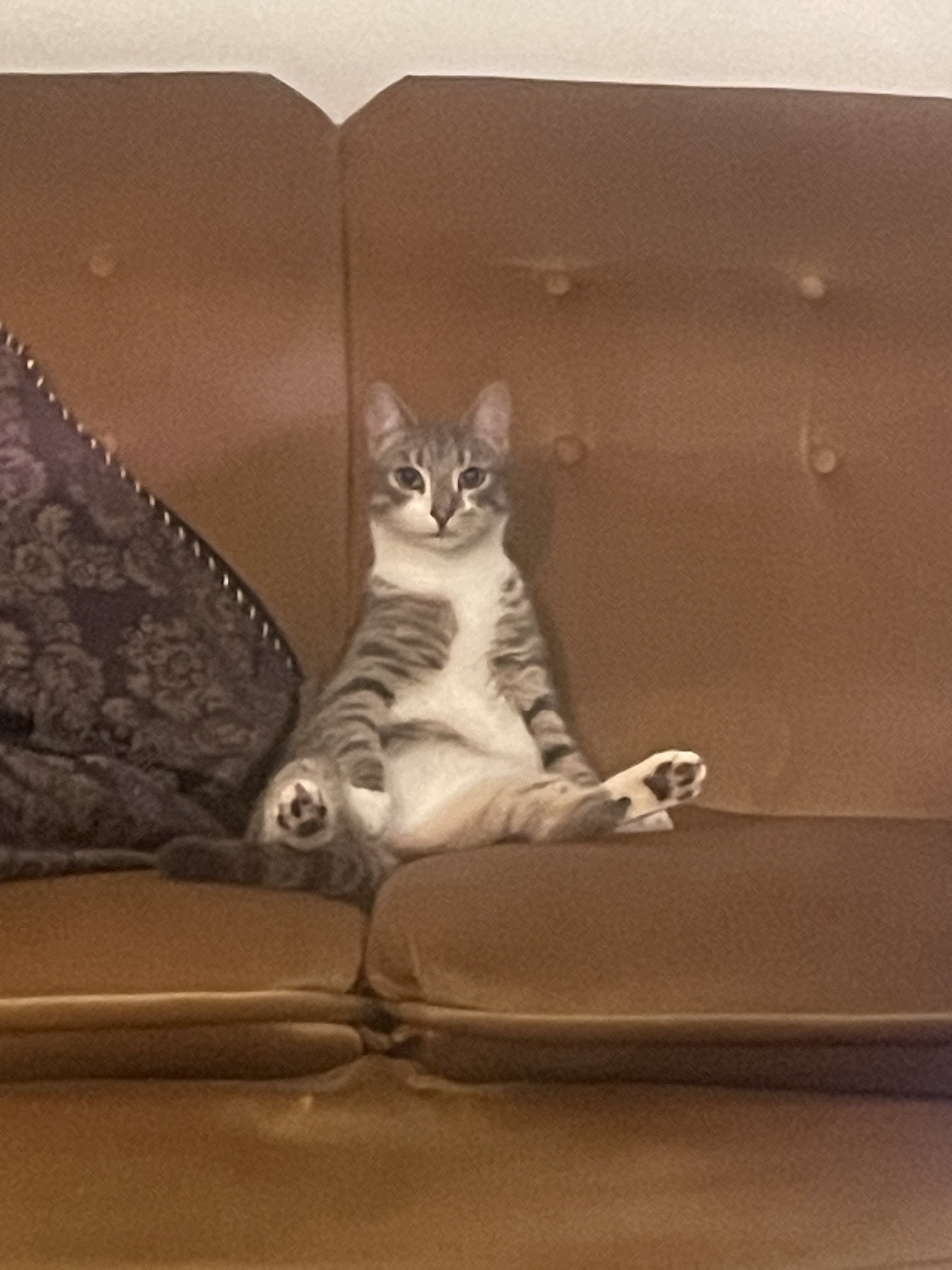 Again, Alice sitting strangely like a human on the couch
