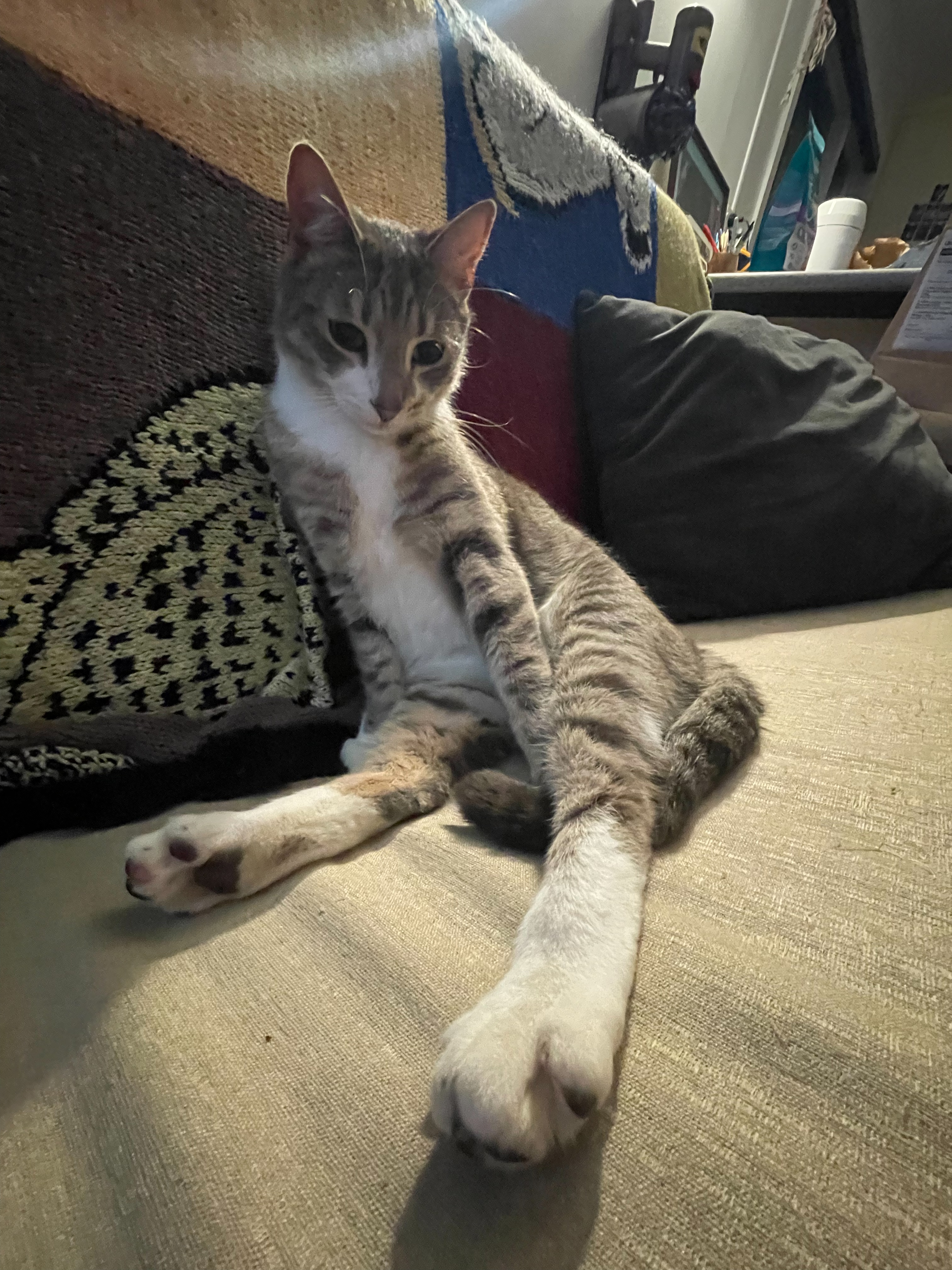 Alice (cat) sitting strangely like a human on the couch