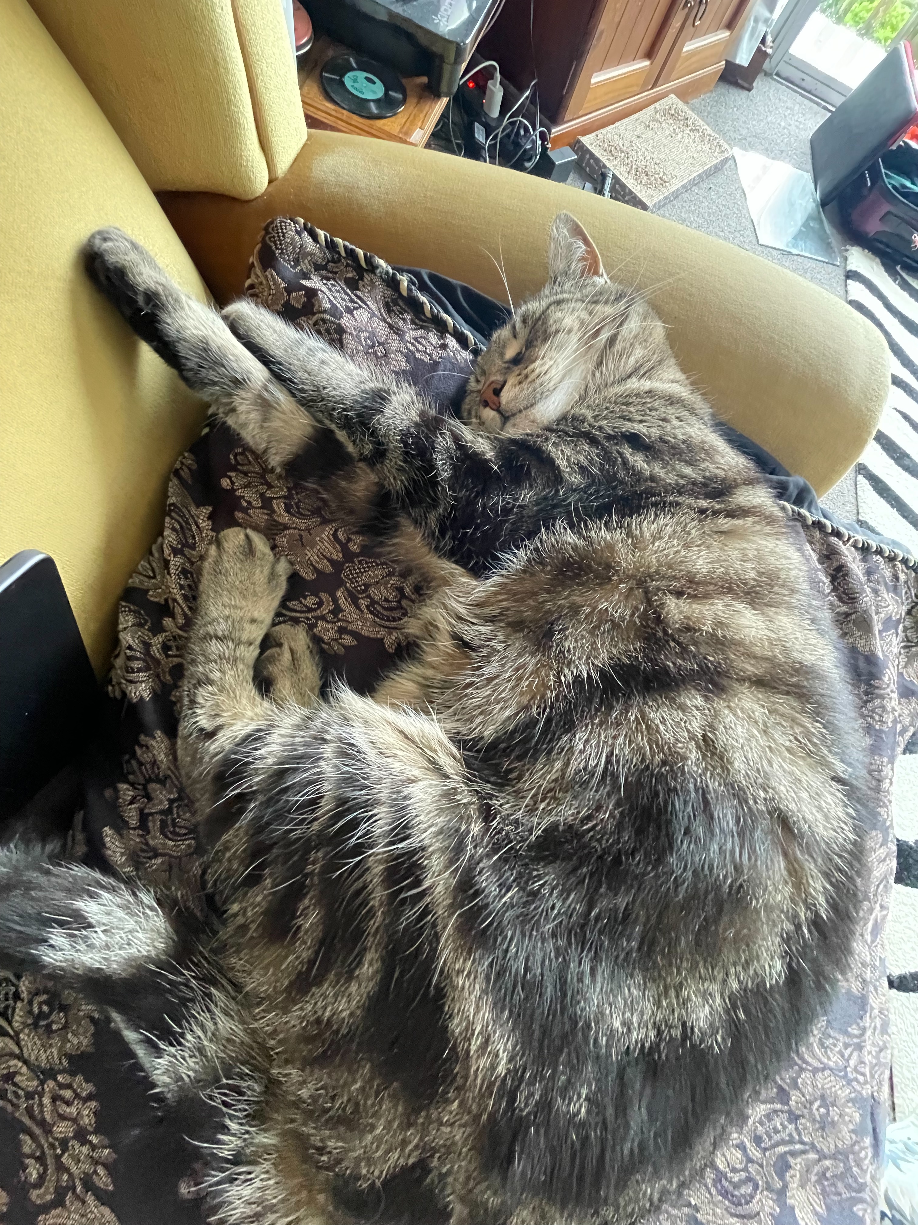 Frankie stretching her front paws while half asleep on the couch