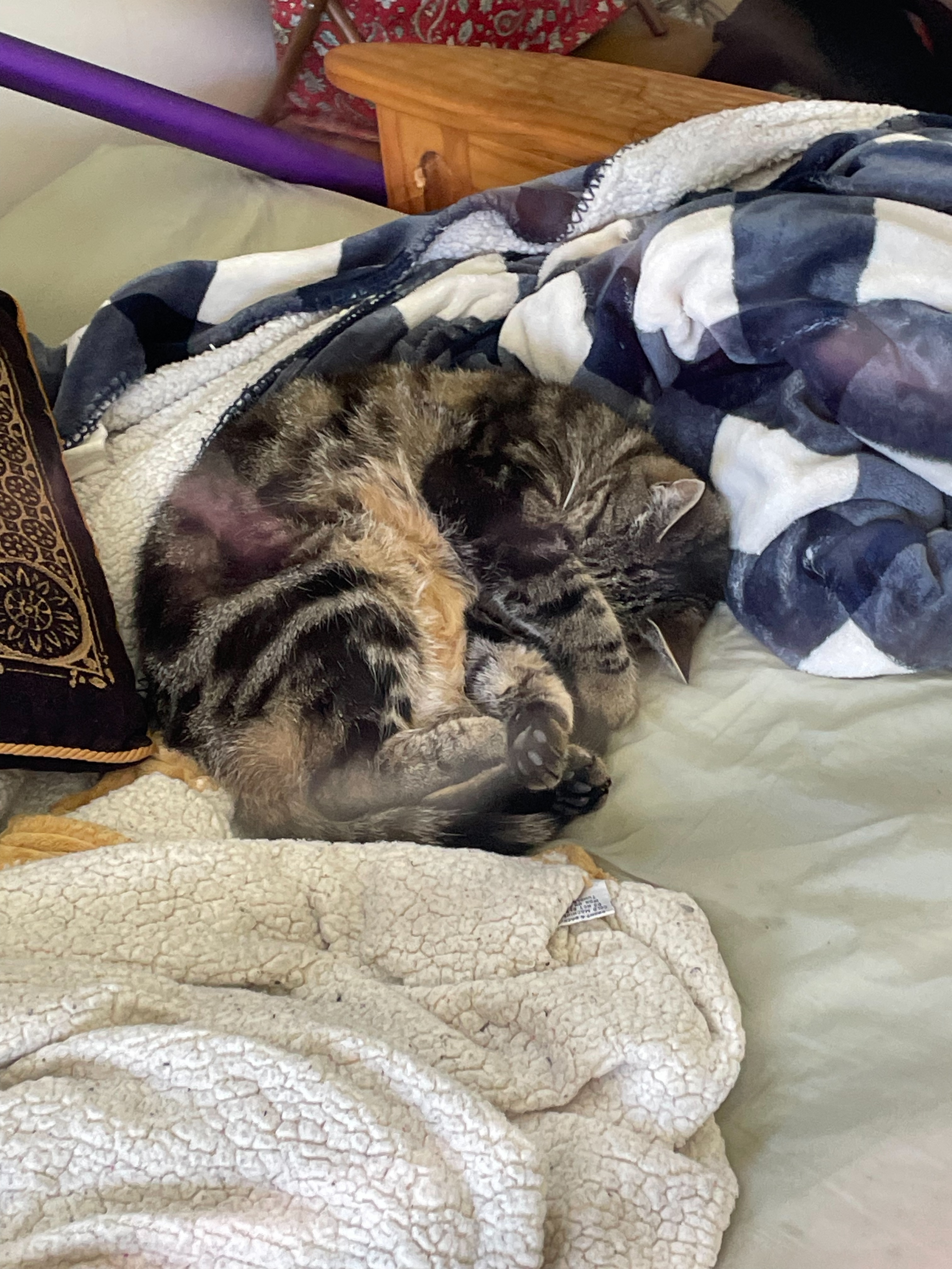 Frankie covering her eyes while asleep on the bed
