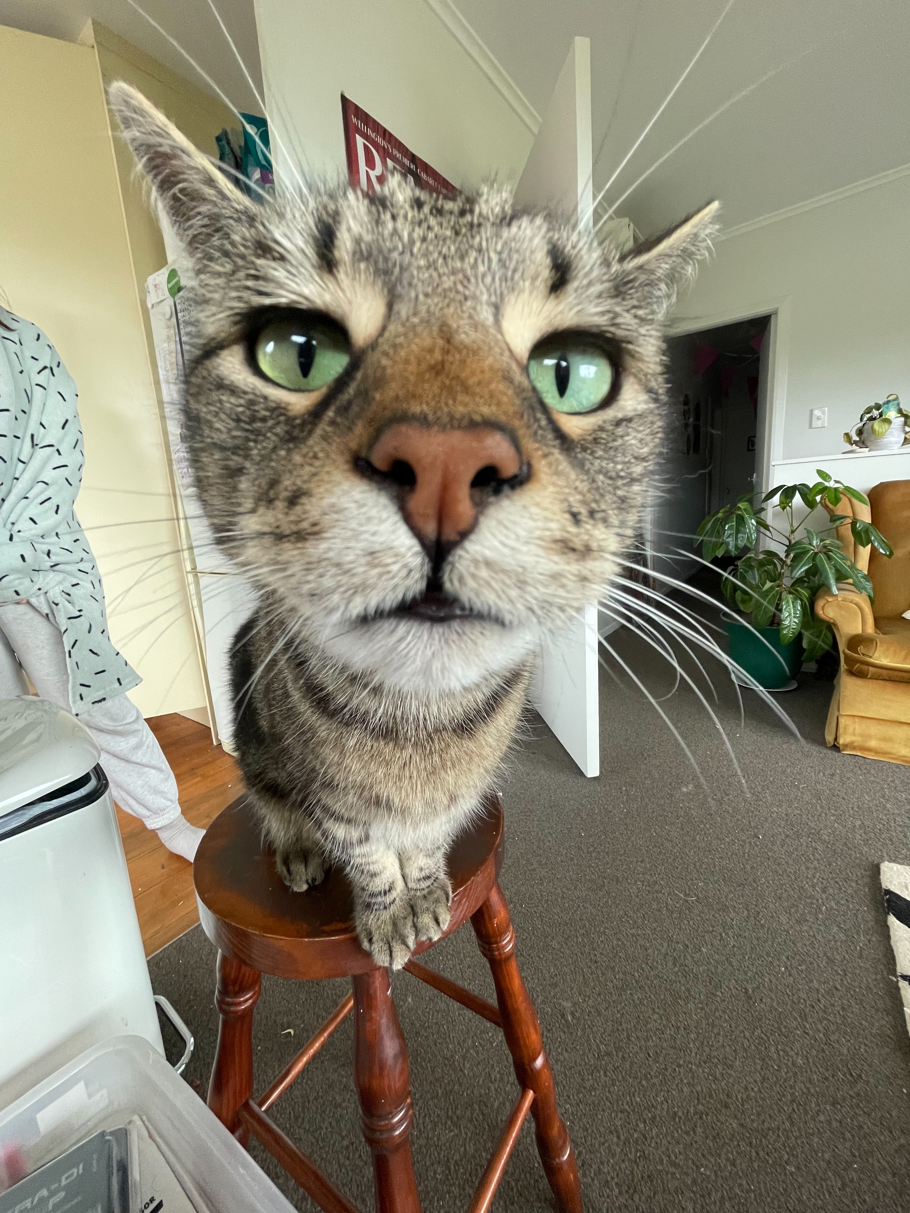 Frankie (Black, brown and beige tabby cat) close-up