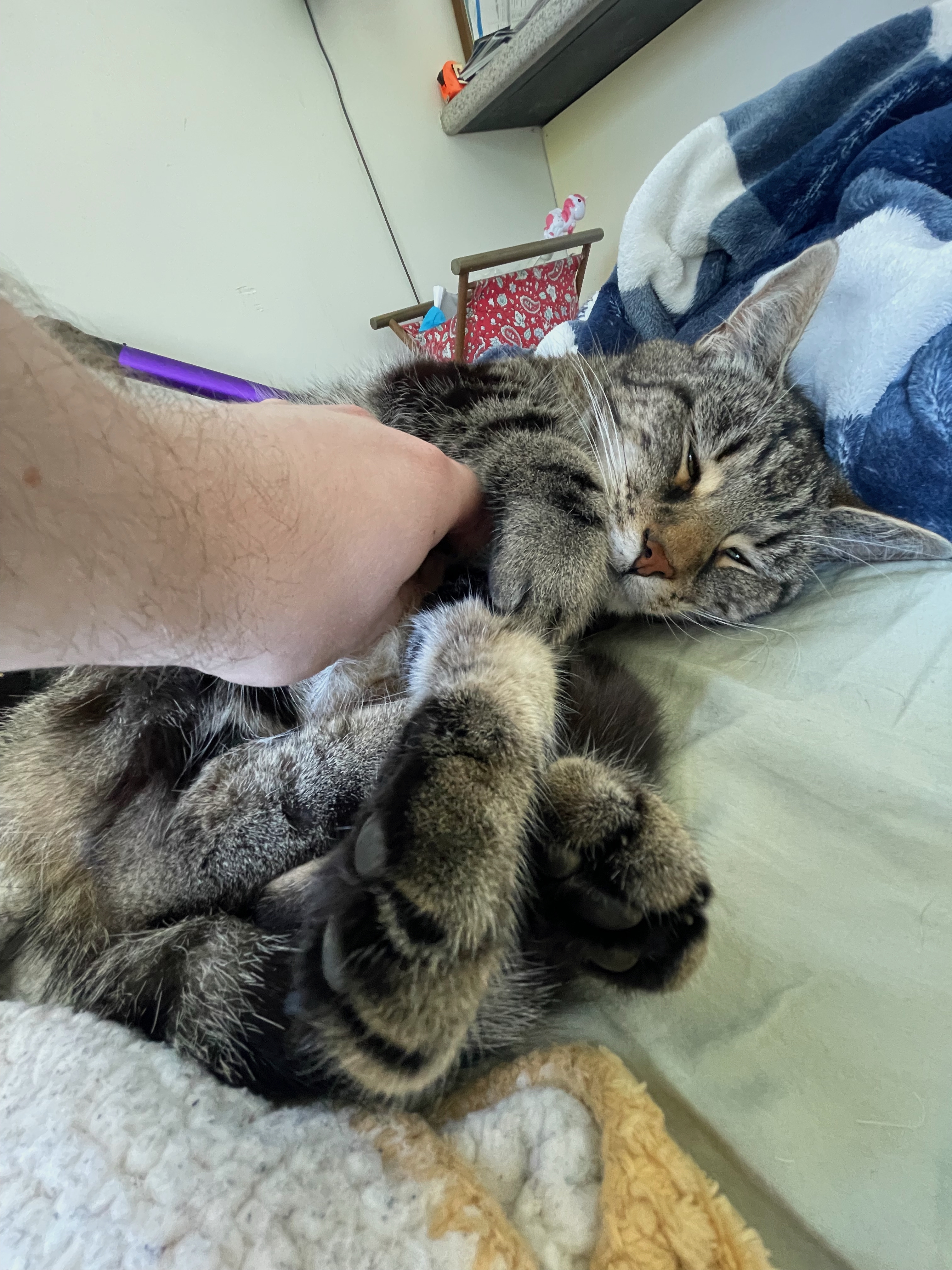 Frankie being cuddled while looking super relaxed