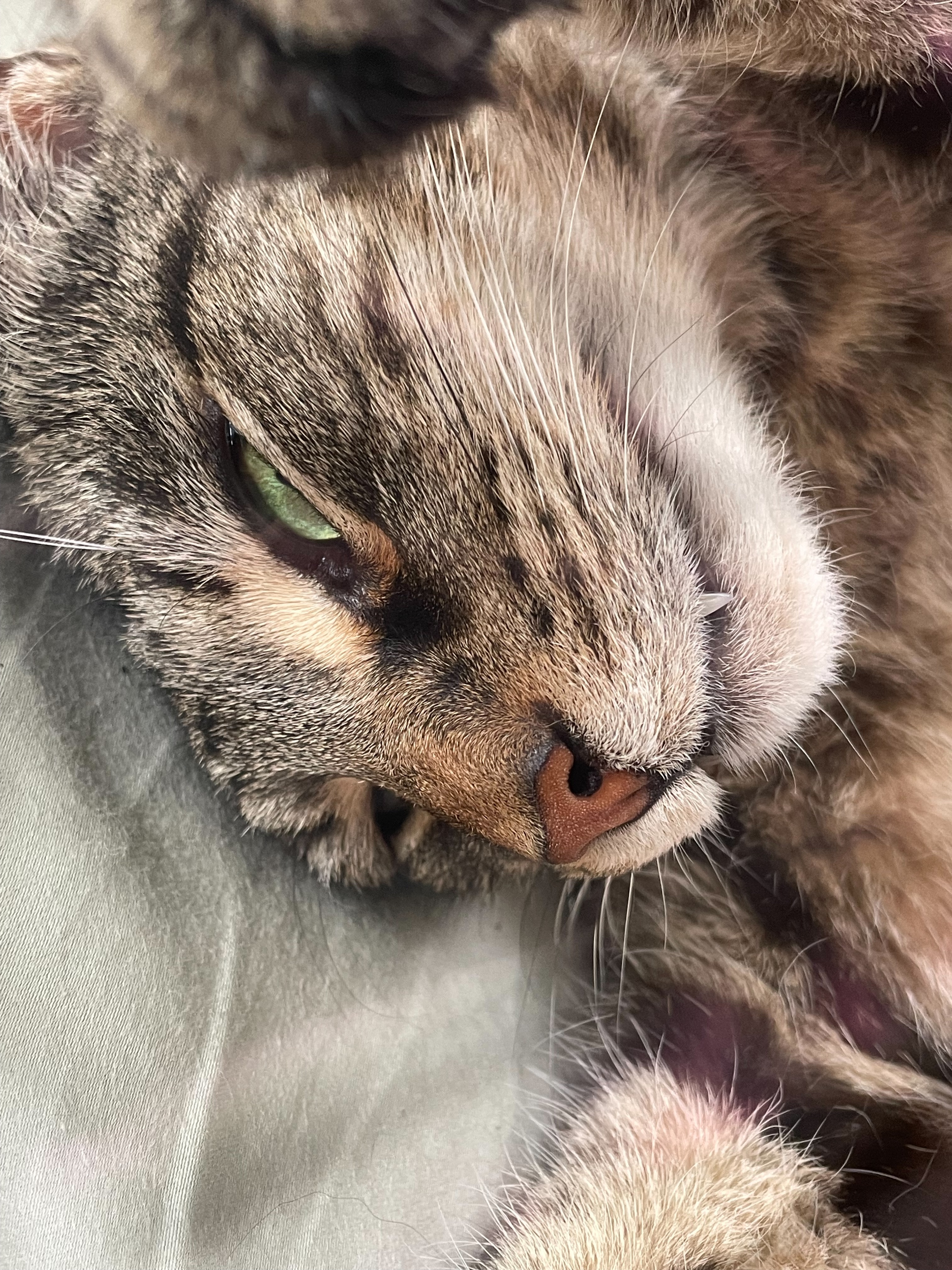 Frankie's single fang is out (extreme close-up)